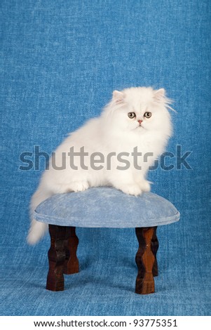 Silver Chinchilla Persian kitten with blue fabric flowers on miniature blue stool chair on blue background