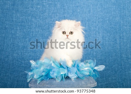 Silver Chinchilla Persian kitten with blue fabric flowers on miniature blue stool chair on blue background