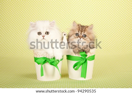 Silver and Golden Chinchilla Persian kittens inside beige containers on green background