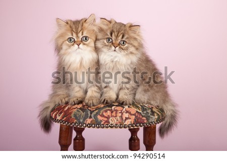 Golden Chinchilla Persian kittens on round stool chair on pink background