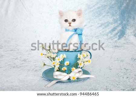 Cute Silver Chinchilla Persian kitten sitting inside large cup with white daisies on blue background