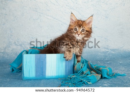 Maine Coon kitten in blue gift box on blue background
