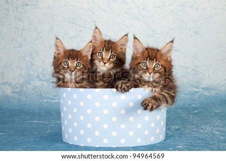 Maine Coon kittens in round blue gift box on blue background