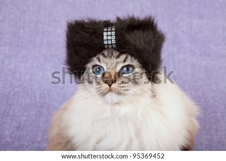 Cute cat with black fur hat on purple lilac background