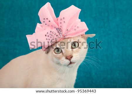 Cute cat with pink hat on green teal background