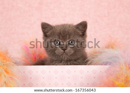 Blue kitten sitting inside pink gift box container with colorful feather boa on pink background