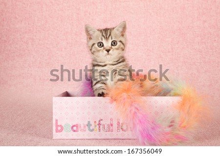Black tabby kitten sitting inside pink gift box container with colorful feather boa on pink background