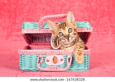 Bengal kitten sitting inside pink and blue toy wicker basket against cerise pink background