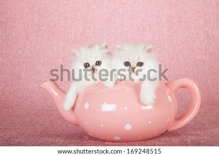 Silver Chinchilla Kittens Sitting Inside Large Oversize Pink Tea Pot On Pink Background