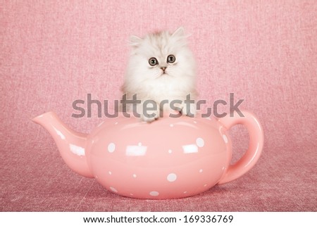 Chinchilla kitten sitting inside large pink polka dot teapot against pink background