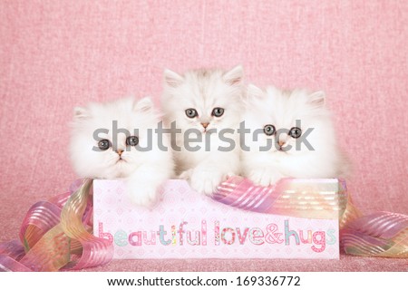 Chinchilla kittens sitting inside pink gift box container with ribbon against pink background