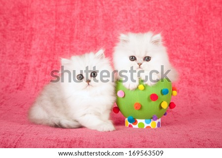 Easter theme Chinchilla kitten sitting next to green easter egg decorated with pom pom against cerise pink background