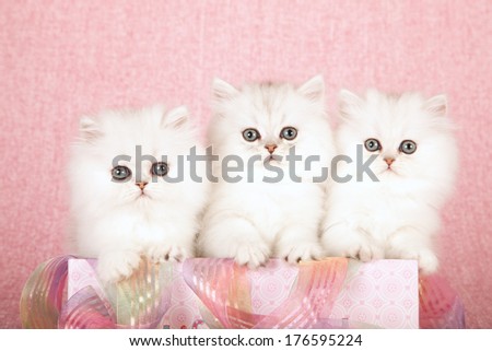 Silver Chinchilla kittens sitting inside pink gift box with ribbon against pink background