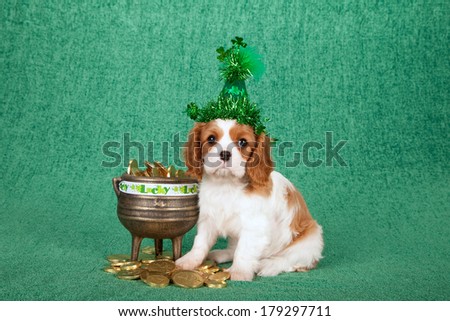 St Patrick\'s day theme Cavalier King Charles Spaniel puppy with shamrock hat with gold pot filled with fake gold coins on green background