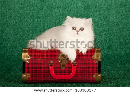 Silver Chinchilla kitten sitting on top of red plaid tartan check suitcase luggage on light green background
