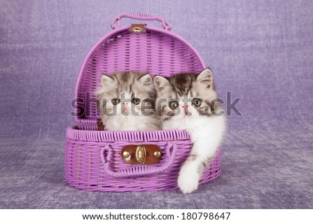 Black silver tabby Exotic and Persian kittens sitting in purple pink basket on lilac background