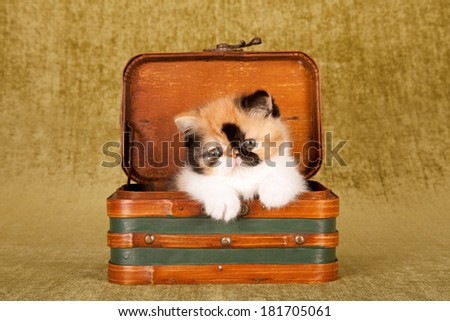 Exotic kitten sitting inside small suitcase luggage on green background