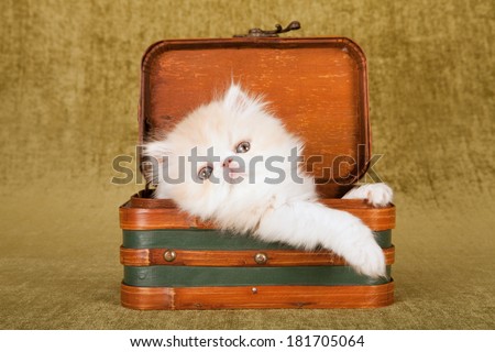 Persian kitten lying inside small suitcase luggage on green background
