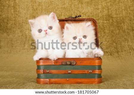 Persian and Exotic kittens sitting inside small suitcase luggage on green background