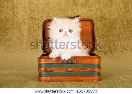 Persian kitten sitting inside small suitcase luggage on green background