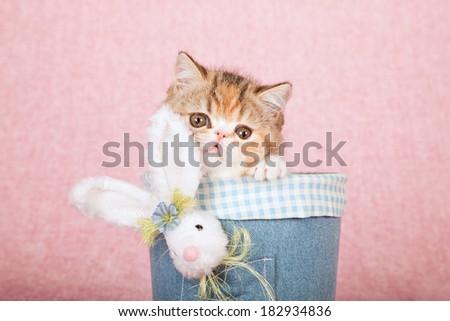 Easter theme kitten sitting in denim jean tube with fluffy Easter bunny, easter eggs on pink background