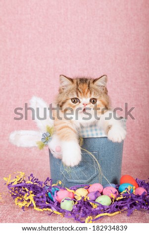 Easter theme kitten sitting in denim jean tube with fluffy Easter bunny, easter eggs on pink background