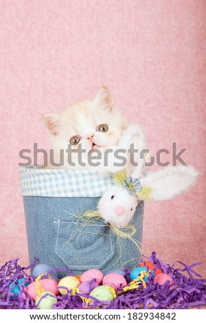 Easter theme Exotic kitten sitting in denim jean tube with fluffy Easter bunny, easter eggs on pink background