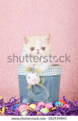 Easter theme Exotic kitten sitting in denim jean tube with fluffy Easter bunny, easter eggs on pink background