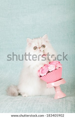 Silver Chinchilla kitten with giant cupcake on pink cupcake stand on light blue green background