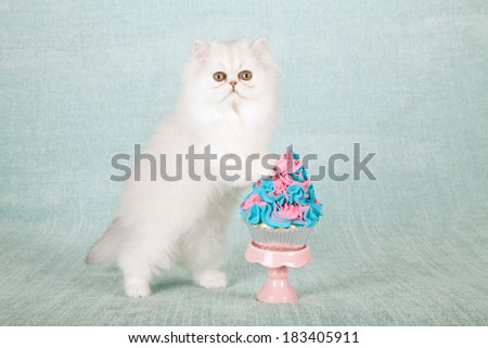 Silver Chinchilla kitten with giant pink and blue cupcake on pink cupcake stand on light blue green background