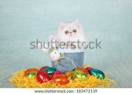 Easter theme Silver Chinchilla kitten sitting inside denim tube container with fluffy Easter bunny and colorful Easter eggs on light blue green background