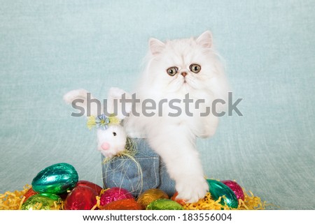 Easter theme Silver Chinchilla kitten in denim tube container with Easter eggs fluffy Easter bunny on light blue green background