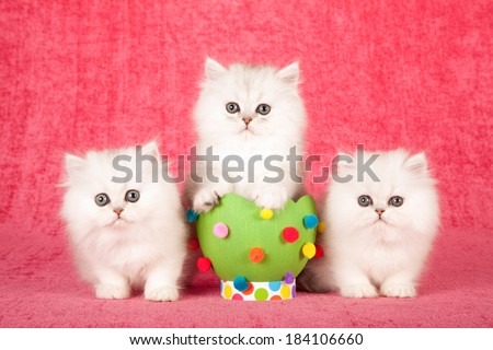 Silver Chinchilla kittens with large green Easter egg with colorful pom poms on bright pink background