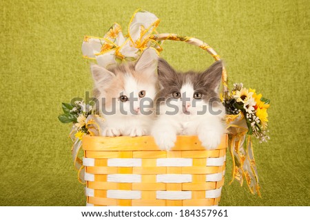 Norwegian Forest Cat kittens sitting inside yellow and white basket decorated with sunflowers and yellow floral printed ribbons and bows, on bright green background