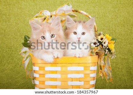 Norwegian Forest Cat kittens sitting inside yellow and white basket decorated with sunflowers and yellow floral printed ribbons and bows, on bright green background