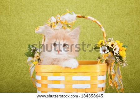 Norwegian Forest Cat kitten sitting inside yellow and white basket decorated with sunflowers and yellow floral printed ribbons and bows, on bright green background