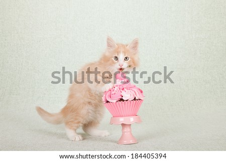 Norwegian Forest Cat kitten with pink cupcake on pink cupcake stand on light green background