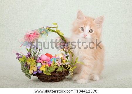 Norwegian Forest Cat kitten with floral basket with ribbons, bows and Easter eggs on light green background