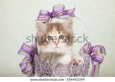 Norwegian Forest Cat kitten sitting inside beaded lilac light purple basket with purple ribbons and bows on light green background