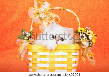 Silver Chinchilla kitten sitting in yellow and white basket decorated with ribbon and bows and yellow sunflowers on orange background