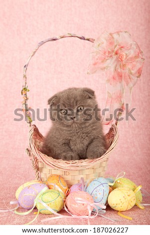 Scottish Fold kitten sitting inside Easter basket with ribbons and bows, with Easter eggs on pink background
