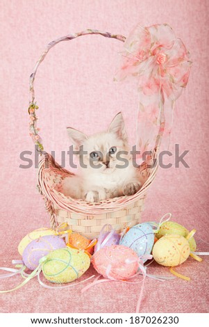 La Perm kitten sitting inside Easter basket with ribbons and bows, with Easter eggs on pink background