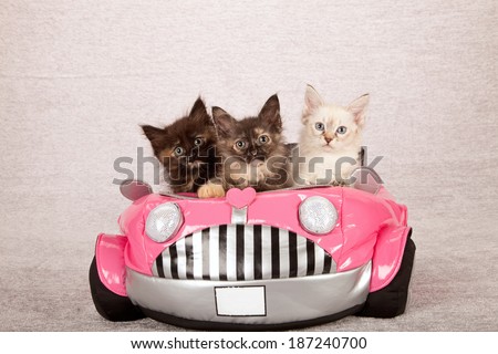 La Perm kittens sitting inside pink toy car on silver background