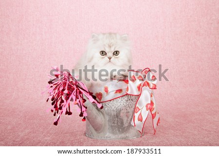 Silver Chinchilla kitten sitting inside silver watering can with heart printed ribbon bow and pink red hearts pouring out of spout, on pink background