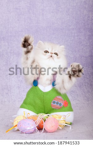 Silver Chinchilla kitten dressed in Easter bunny pants with Easter eggs waving paws on lilac light purple background