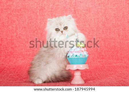 Silver Chinchilla kitten hugging  holding cupcake on cupcake stand on bright pink background