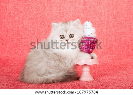 Silver Chinchilla kitten with faux cupcake parfait on pink cupcake stand on bright pink background