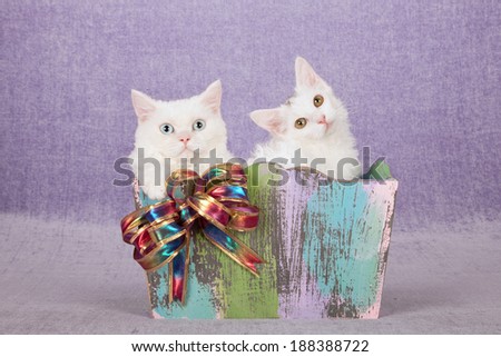 Blue eyed white Selkirk Rex cat and white La Perm kitten sitting inside wooden container decorated with rainbow colored bow on light purple lilac background fabric