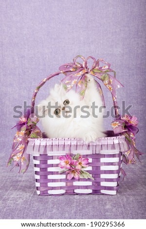 Silver Chinchilla kitten sitting inside white and purple basket decorated with purple ribbon and bows on light purple lilac background