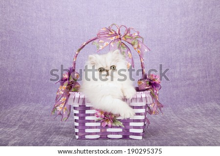 Silver Chinchilla kitten sitting inside white and purple basket decorated with purple ribbon and bows on light purple lilac background